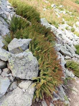 Image de Athyrium americanum (Butters) Maxon