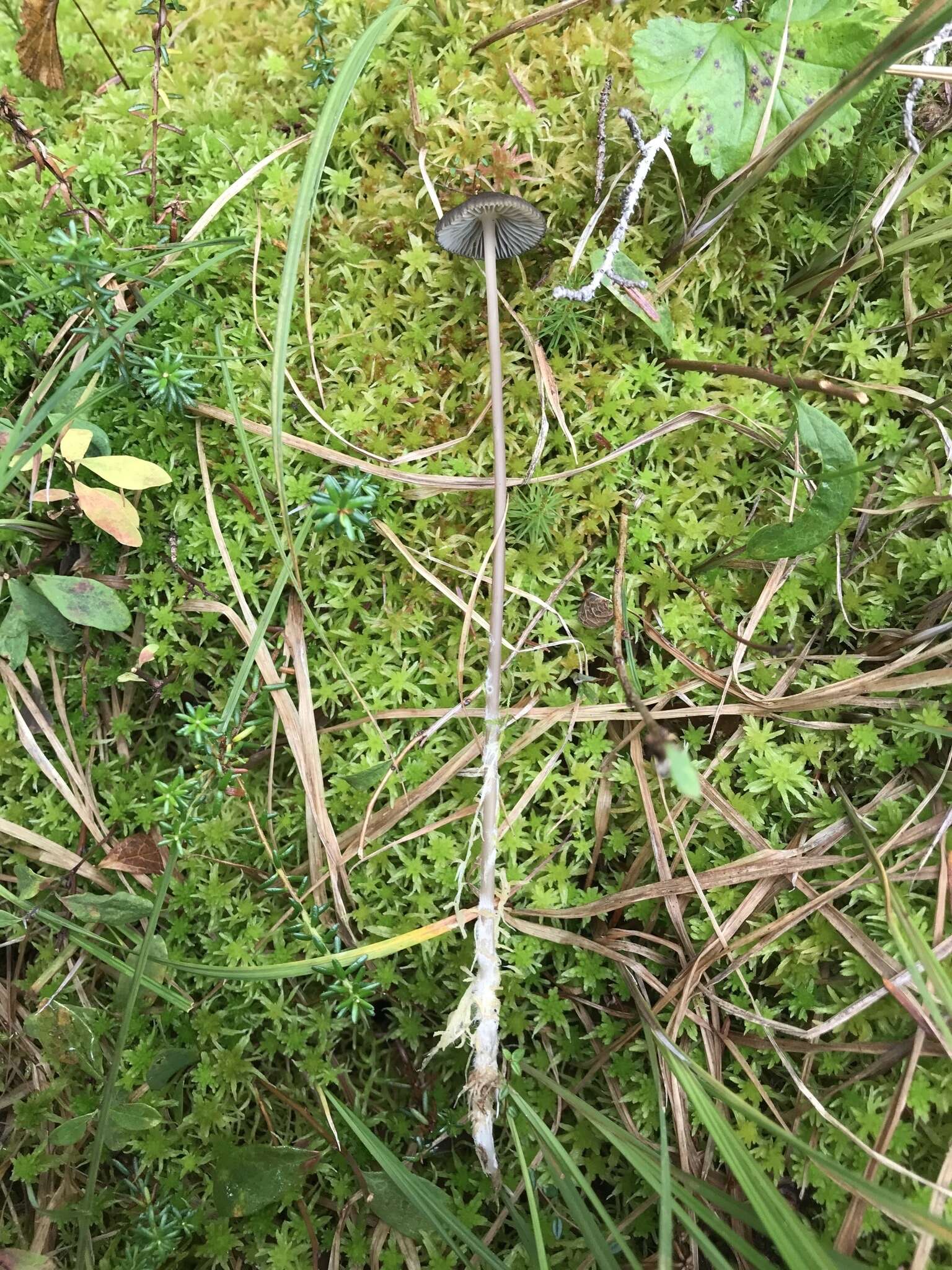 Image of Mycena megaspora Kauffman 1933