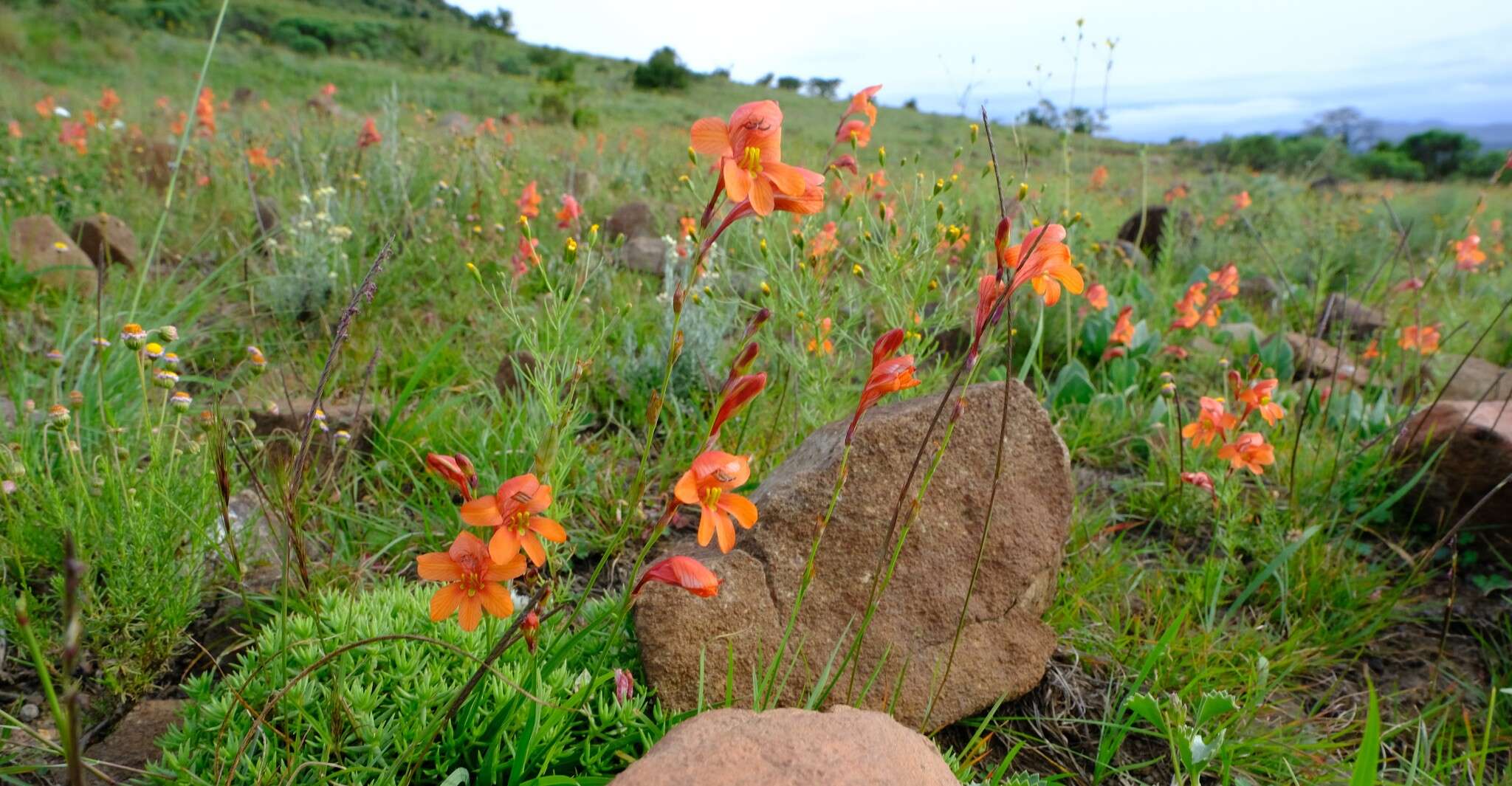 Image of Tritonia laxifolia (Klatt) Baker