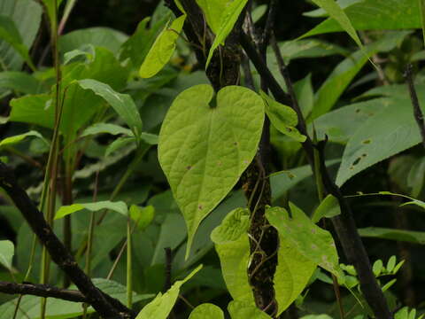 Image of Dinetus malabaricus (C. B. Cl.) Staples