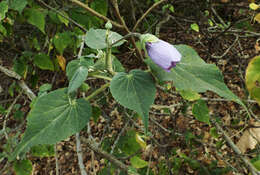 Image of Abutilon longicuspe Hochst. ex A. Rich.