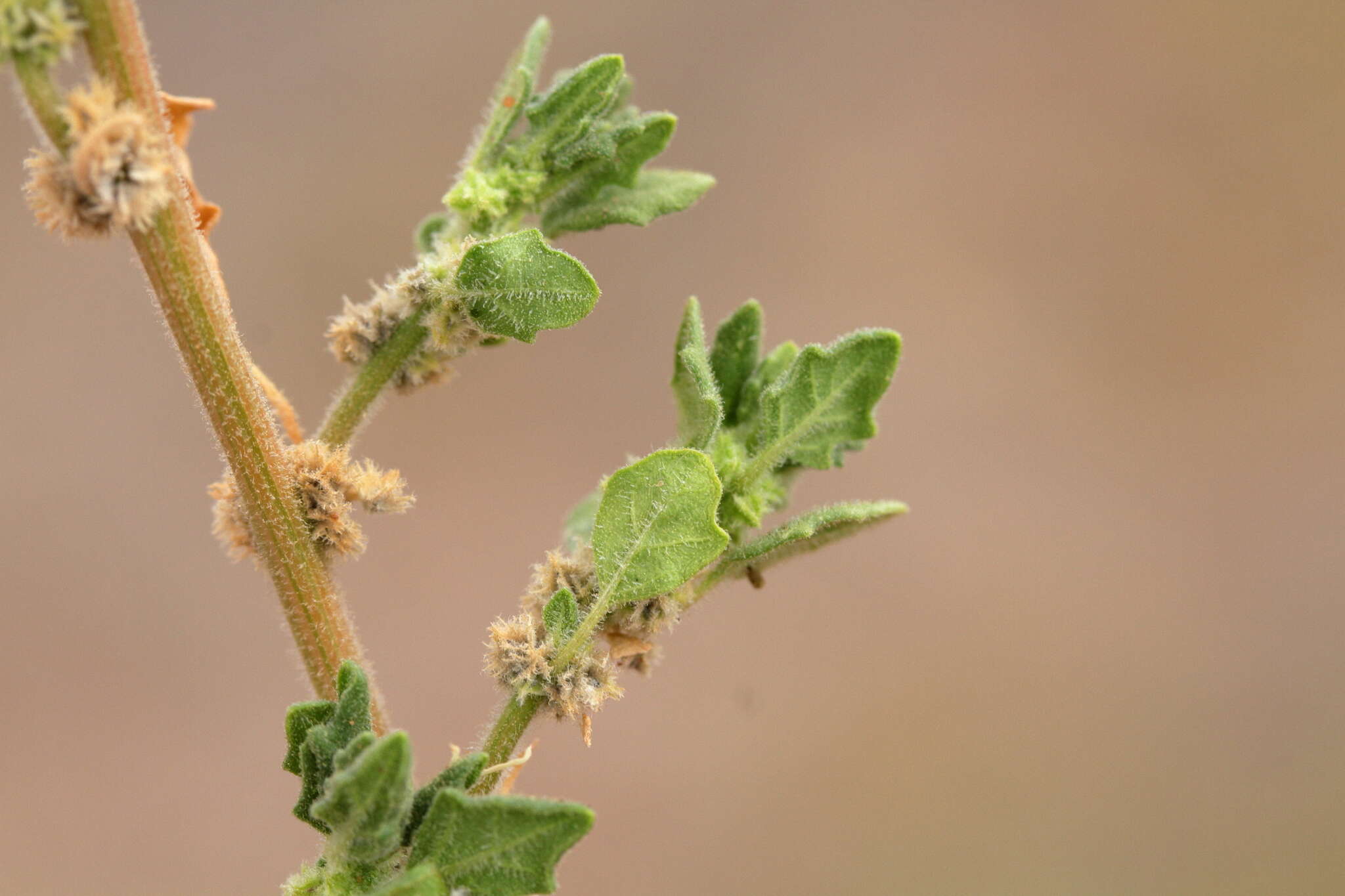 Sivun Dysphania cristata (F. Müll.) Mosyakin & Clemants kuva