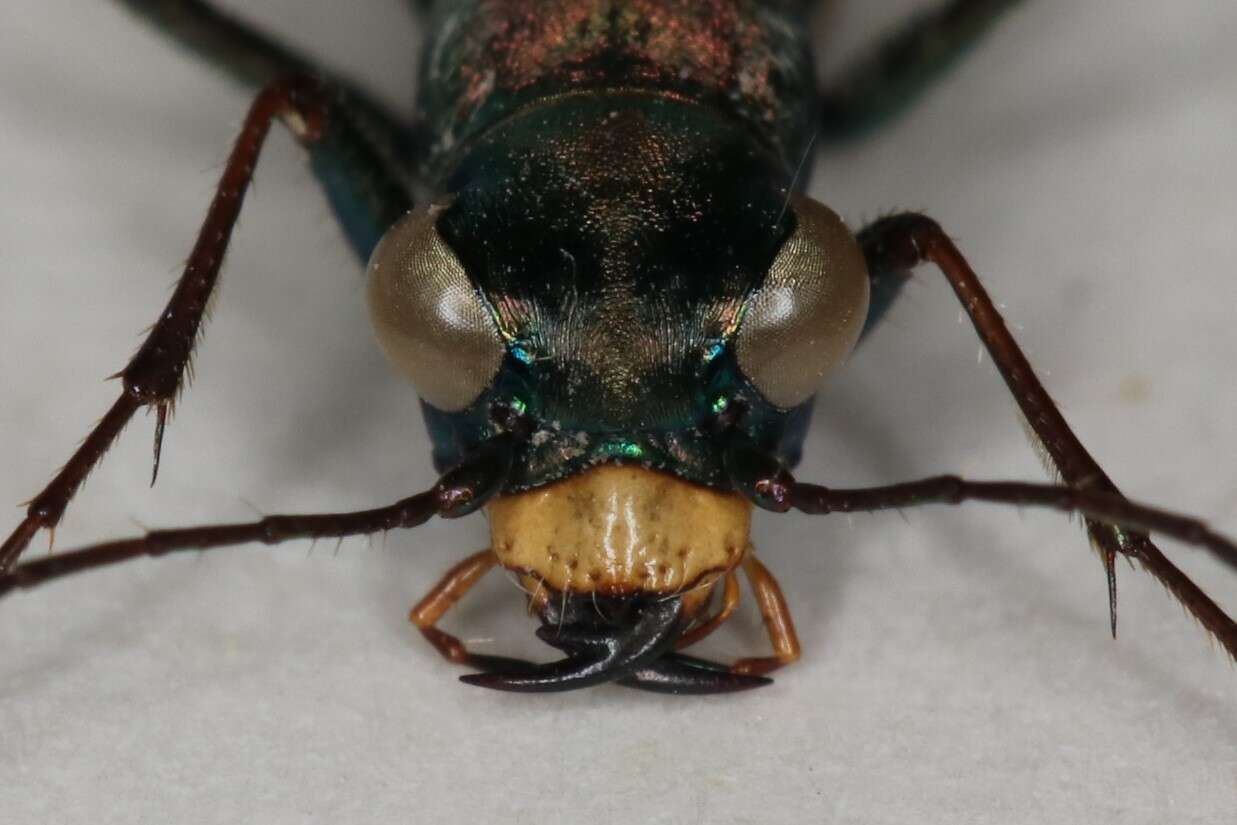 Image of Cliff tiger beetle