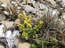 Imagem de Euphrasia nankotaizanensis Yamam.