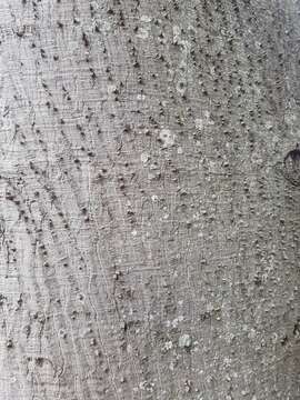 Image of Ceiba pubiflora (A. St.-Hil.) Schum.