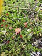 Image de Dodonaea procumbens F. Müll.