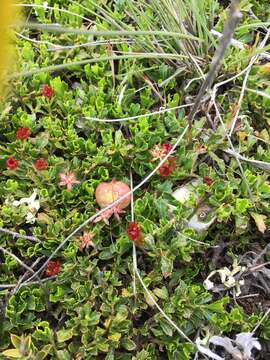 Image of Dodonaea procumbens F. Müll.