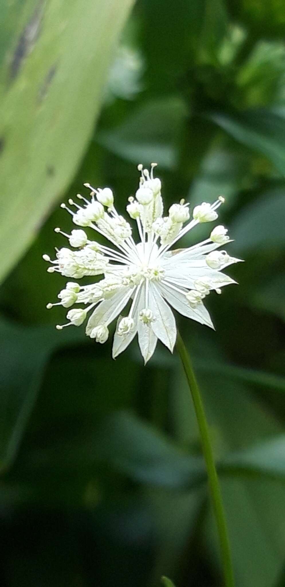 Imagem de Astrantia minor L.