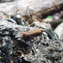 Image of Plated Leaf Chameleon