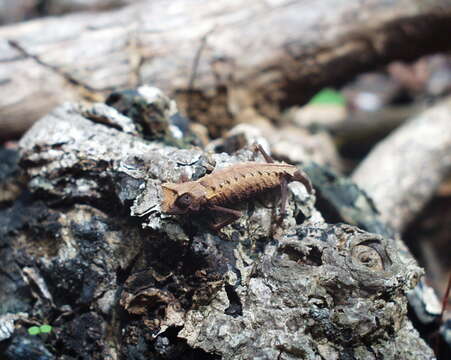 Brookesia stumpffi Boettger 1894的圖片