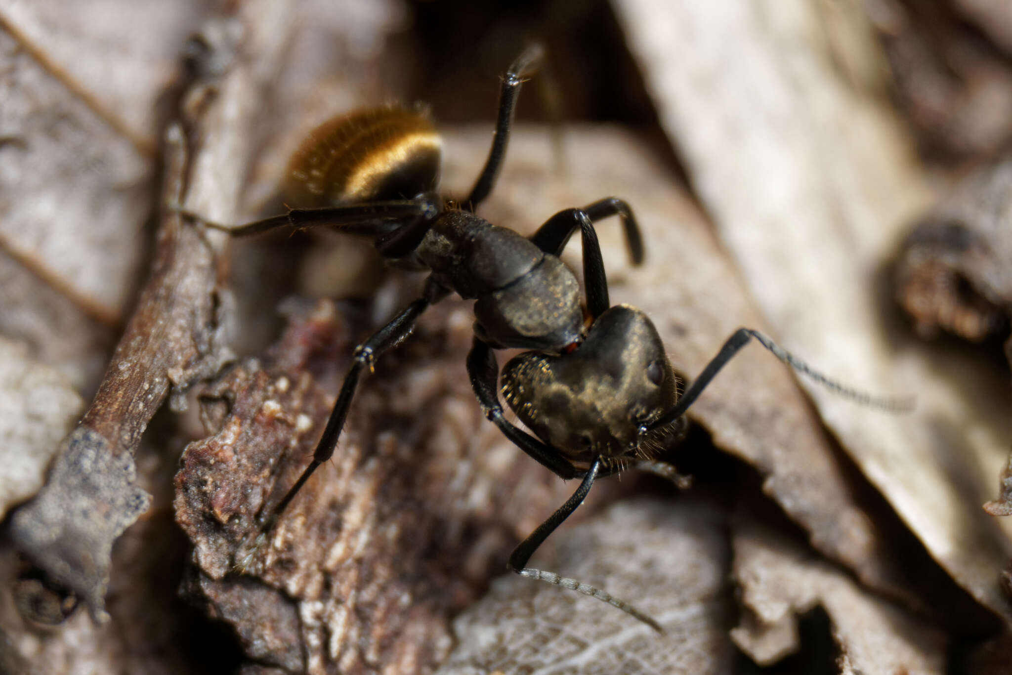 Image of Camponotus chilensis (Spinola 1851)