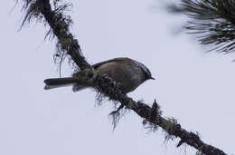 Image of Grey-headed Chickadee