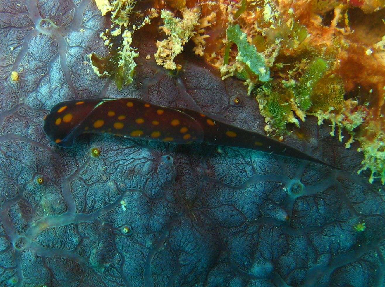 Image of Chelidonura punctata Eliot 1903