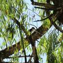 Image of White-fronted Woodpecker