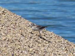 Image of Least Sandpiper