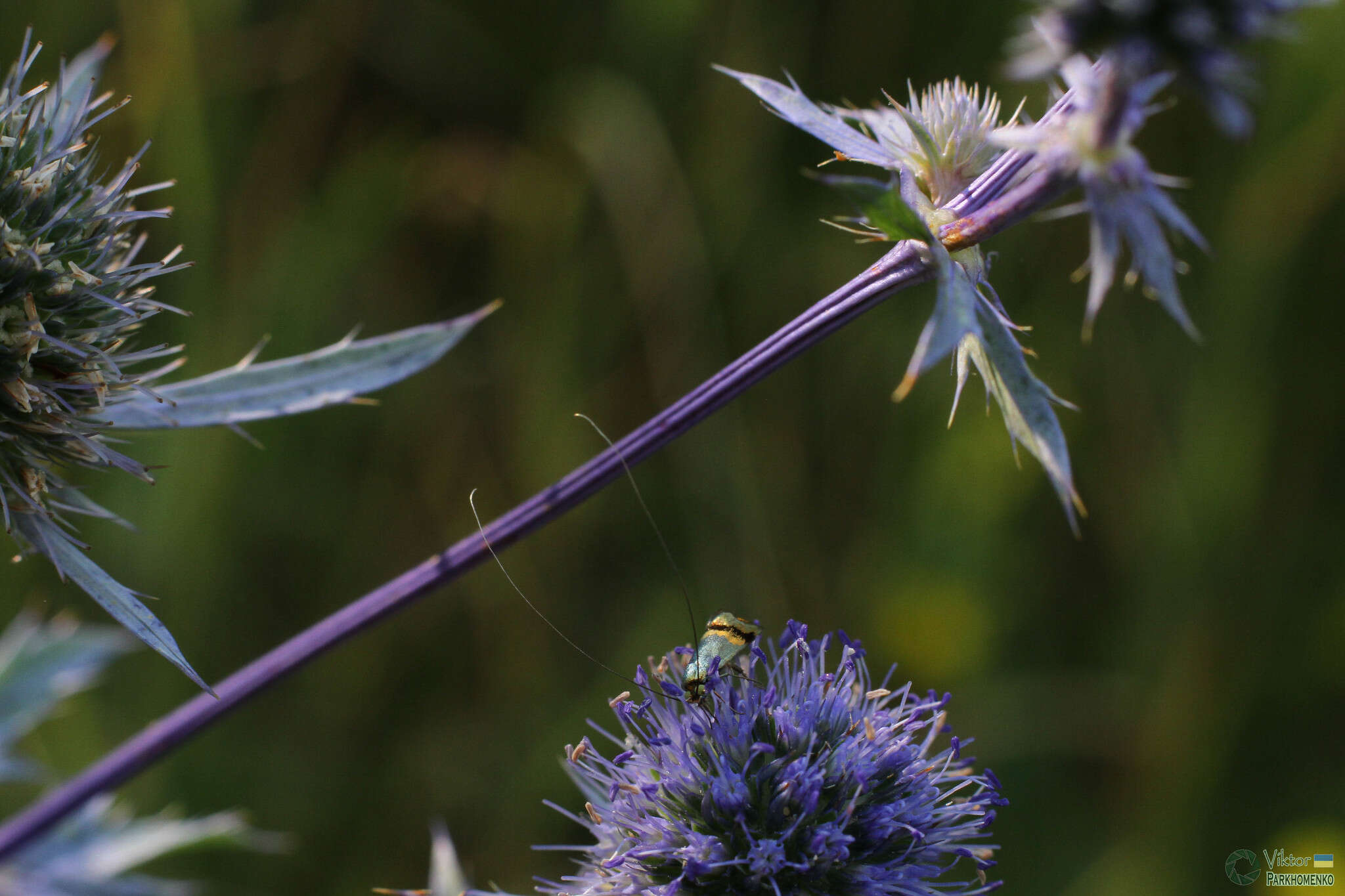 Imagem de Nemophora dumerilella (Duponchel 1839)