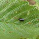 Image of Red-headed Flea Beetle