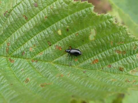 Image of Red-headed Flea Beetle