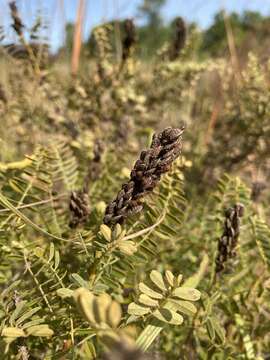 Image of dwarf false indigo