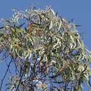 Image of Eucalyptus stenostoma L. A. S. Johnson & Blaxell