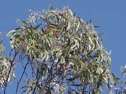 Image of Eucalyptus stenostoma L. A. S. Johnson & Blaxell