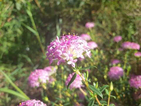 Image of Pimelea rosea R. Br.