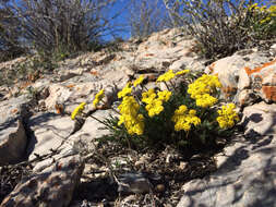 Image of slender wildparsley