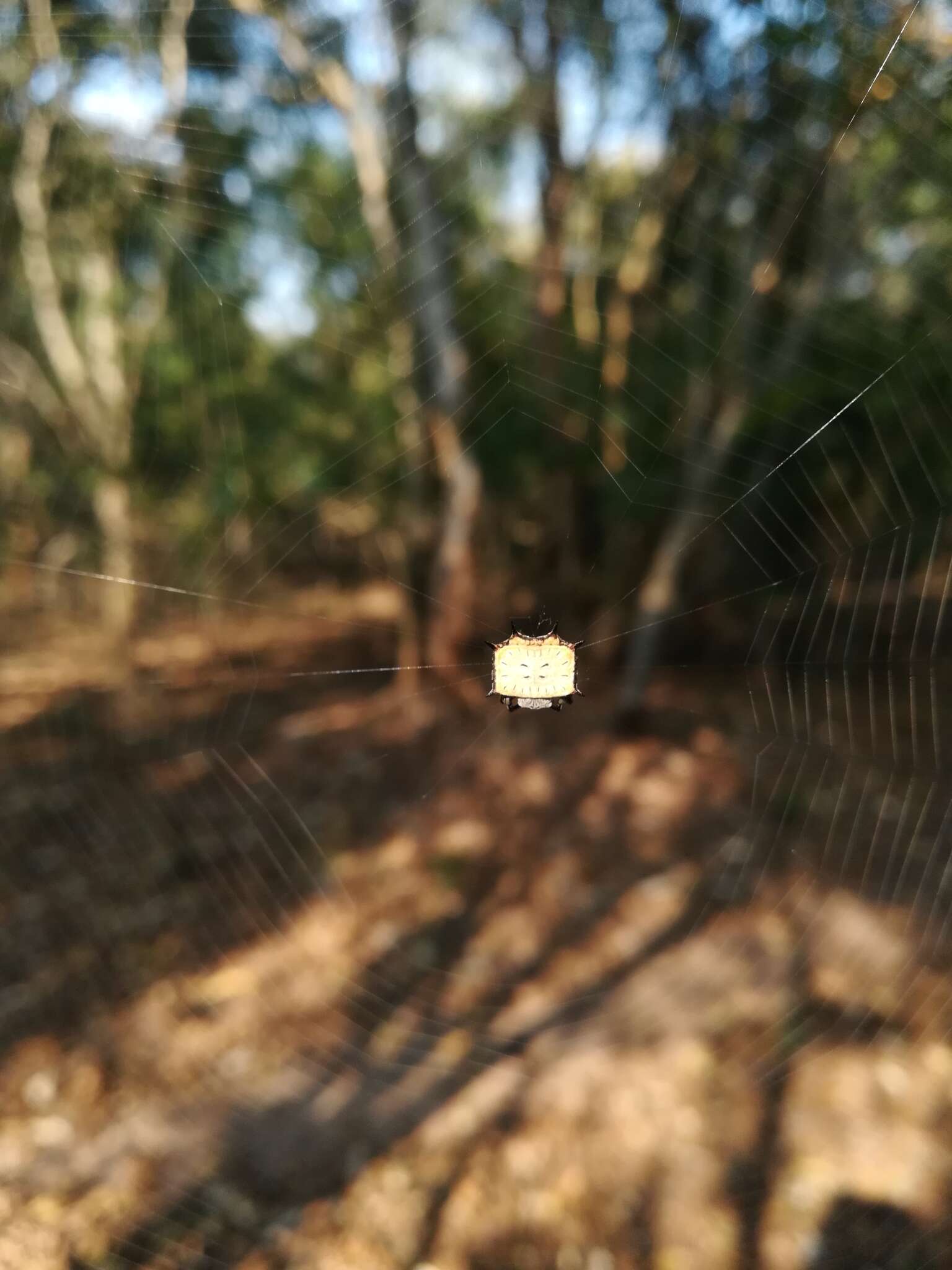 Image de Isoxya tabulata (Thorell 1859)