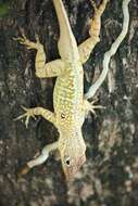 Image of Dominica Anole