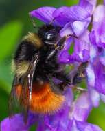 Слика од Bombus lapponicus (Fabricius 1793)