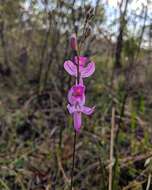 Image de Calopogon pallidus Chapm.