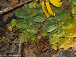 Image of Senecio condimentarius Cabrera