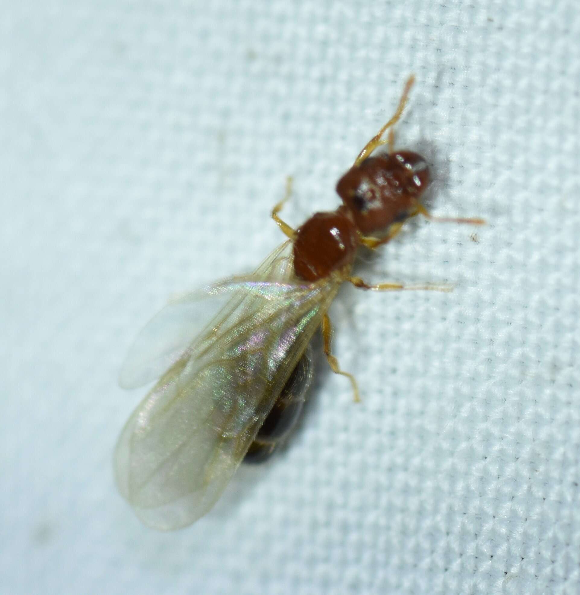 Image of Pheidole parva Mayr 1865