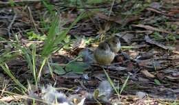 Image of Yellow Thornbill