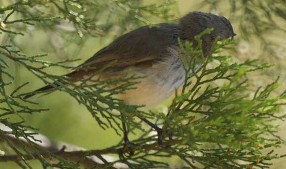 Image of Inland Thornbill