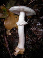 Image of False deathcap