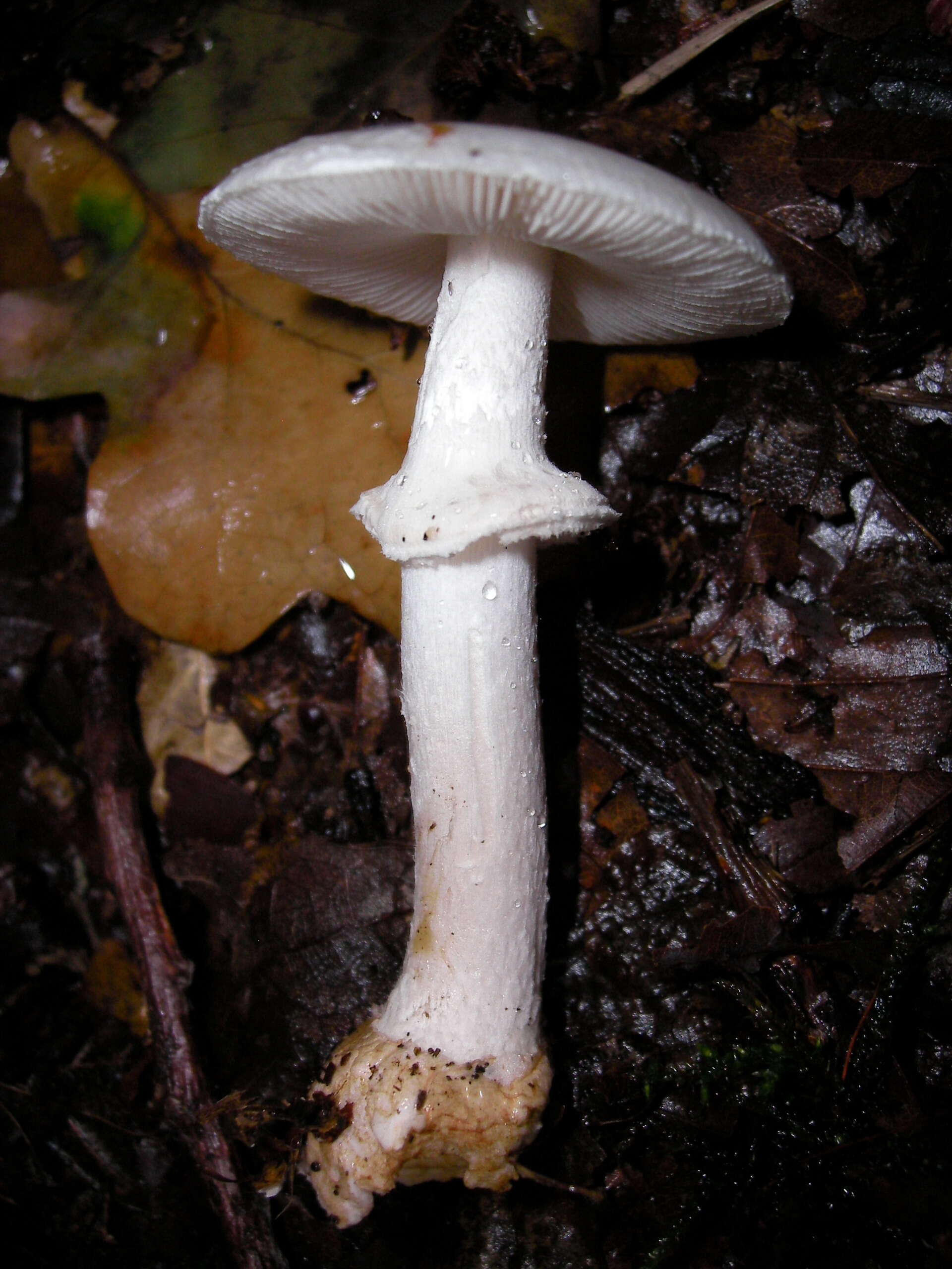 Image of False deathcap