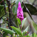 Imagem de Elleanthus robustus (Rchb. fil.) Rchb. fil.