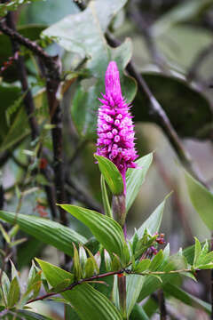 Imagem de Elleanthus robustus (Rchb. fil.) Rchb. fil.