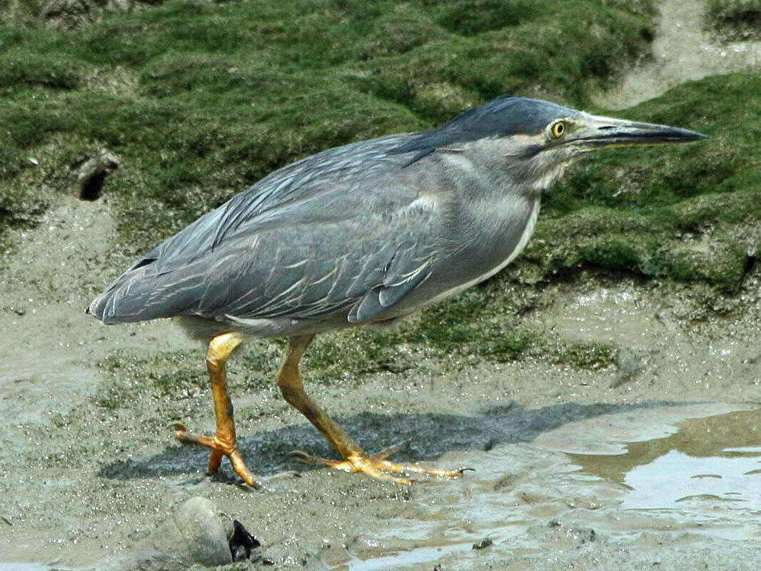 Image of Green-backed Heron