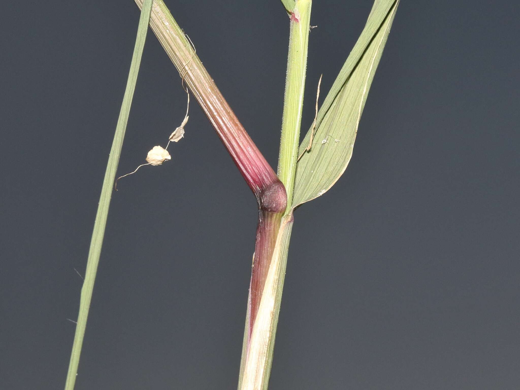 Image of viper grass