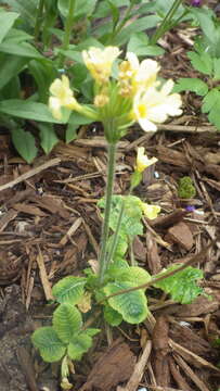 Image of elatior hybrid primroses