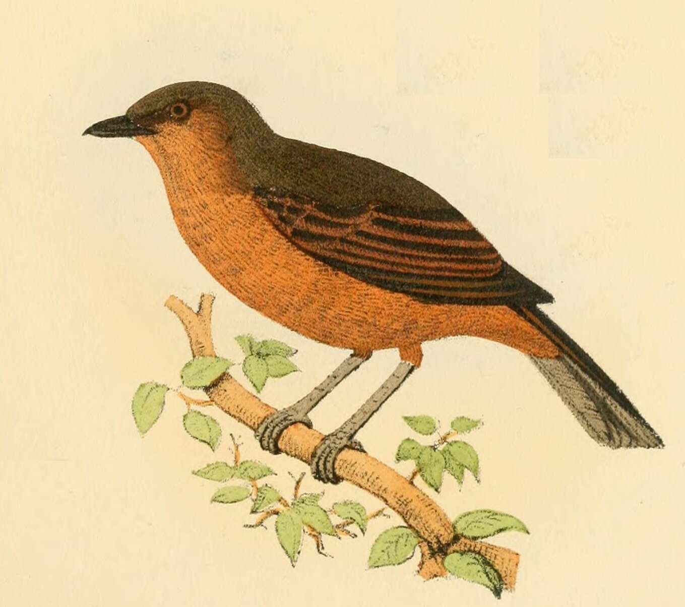 Image of Pachycephala Vigors 1825