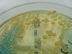 Klebsiella V. B. A. Trevisan 1885 resmi