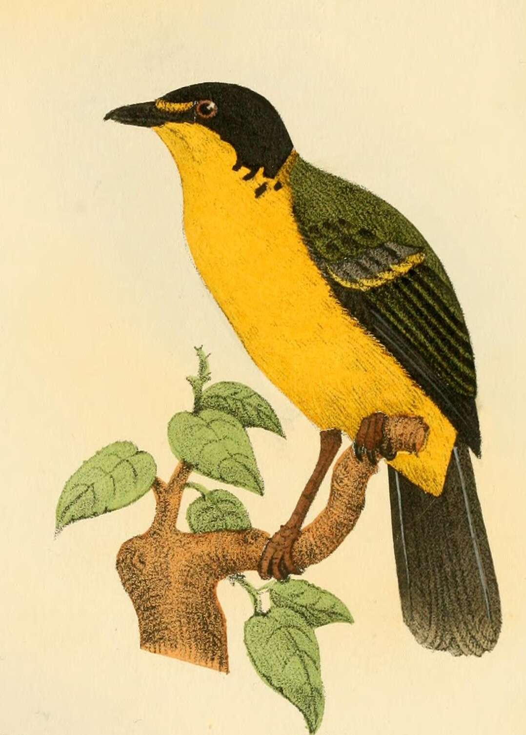 Image of Pachycephala Vigors 1825