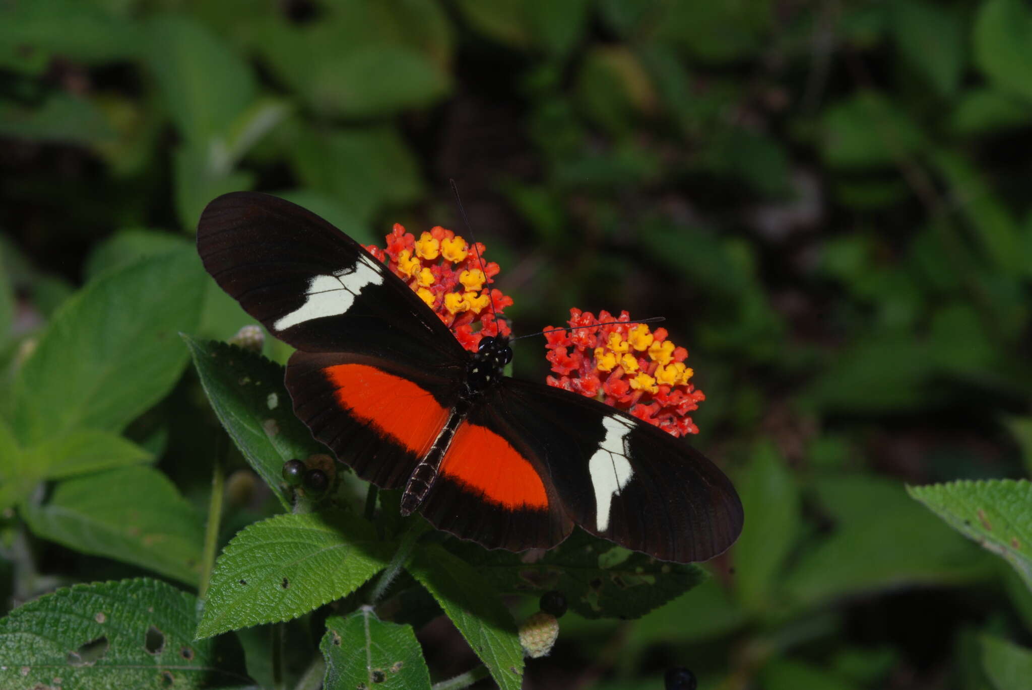 Image of Heliconius clysonymus montanus Salvin 1871