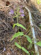 Image of Rattan's beardtongue