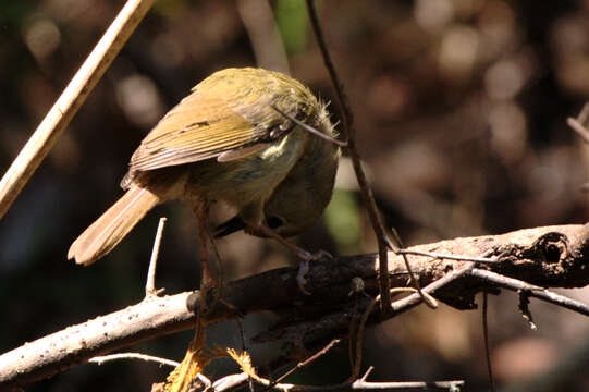 Image of Large-billed Scrubwren