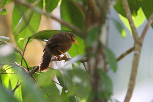 Image of Orange-billed Babbler