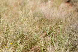 Imagem de Panicum decompositum R. Br.